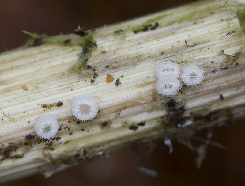 Trichopeziza sulphureopilosa